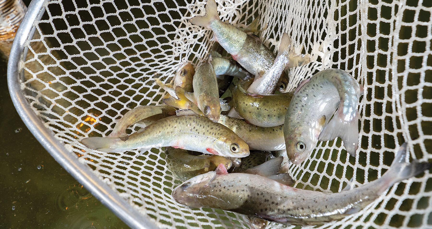 Salmon in net